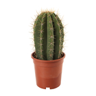 Cactus, variétés variables - pot D17cm